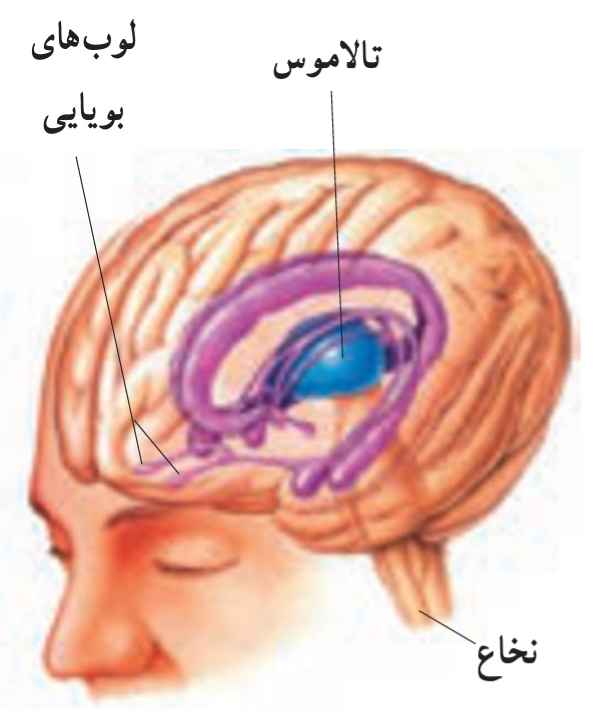 دستگاه لیمبیک