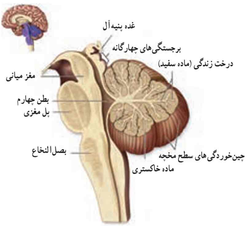مقطع طولی ساقه مغز