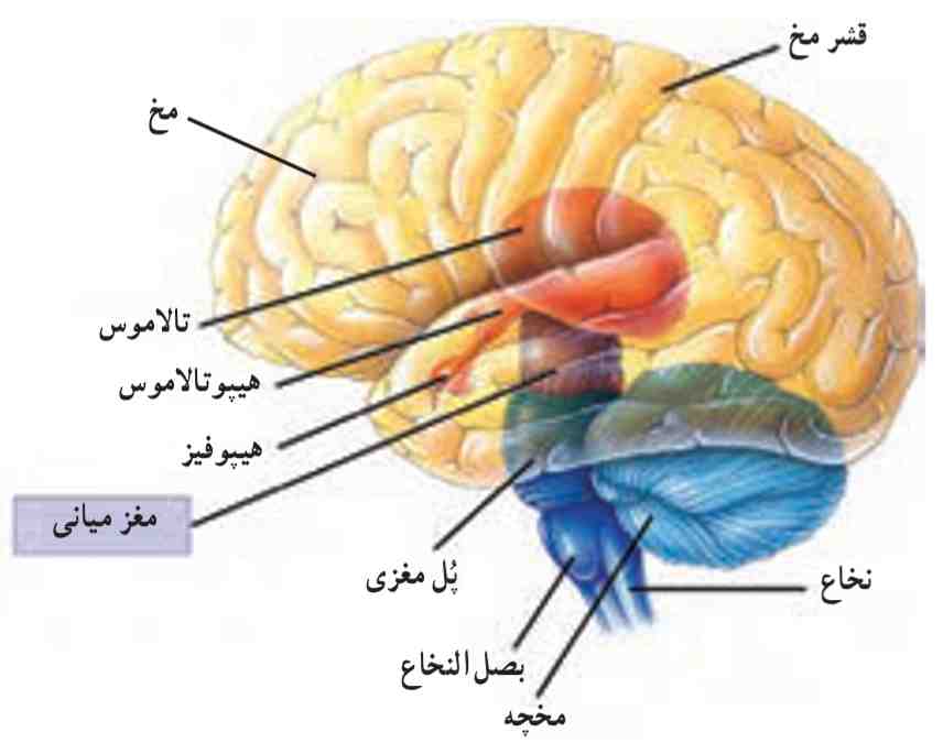 نیمه راست مغز