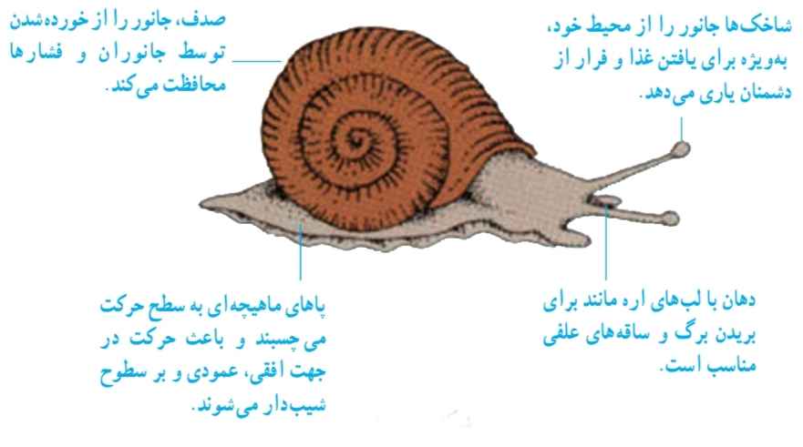 ویژگی‌های حلزون