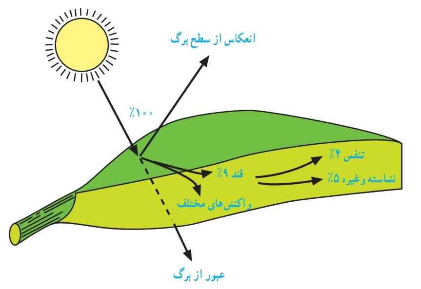 از انرژی نور که بر سطح برگ می‌تابد، حداکثر ۵ درصد در مولکول نشاسته ذخیره می‌شود.