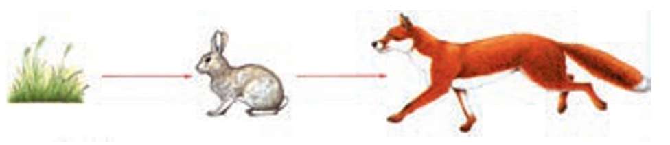 ساده‌ترین رابطه غذایی بین چند موجود زنده