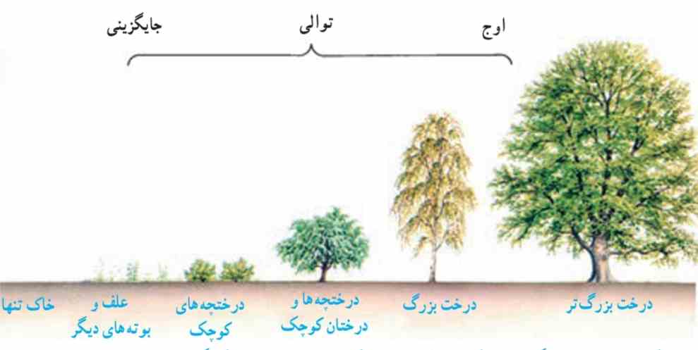 توالی گیاهی در یک محیط. در این شکل، در هر مرحله فقط یک گیاه غالب نشان داده شده است