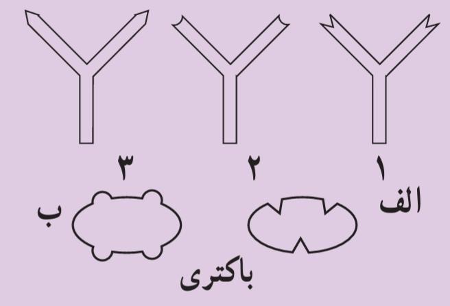 باکتریها به کمک کدام پادتن شناسایی