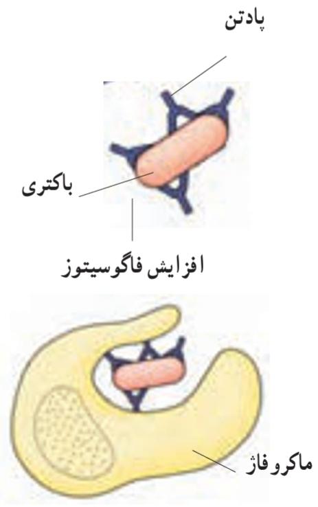 پادتن‌ها آنتی‌ژن‌ها را خنثی می‌کنند و فاگوسیتوز را افزایش می‌دهند.