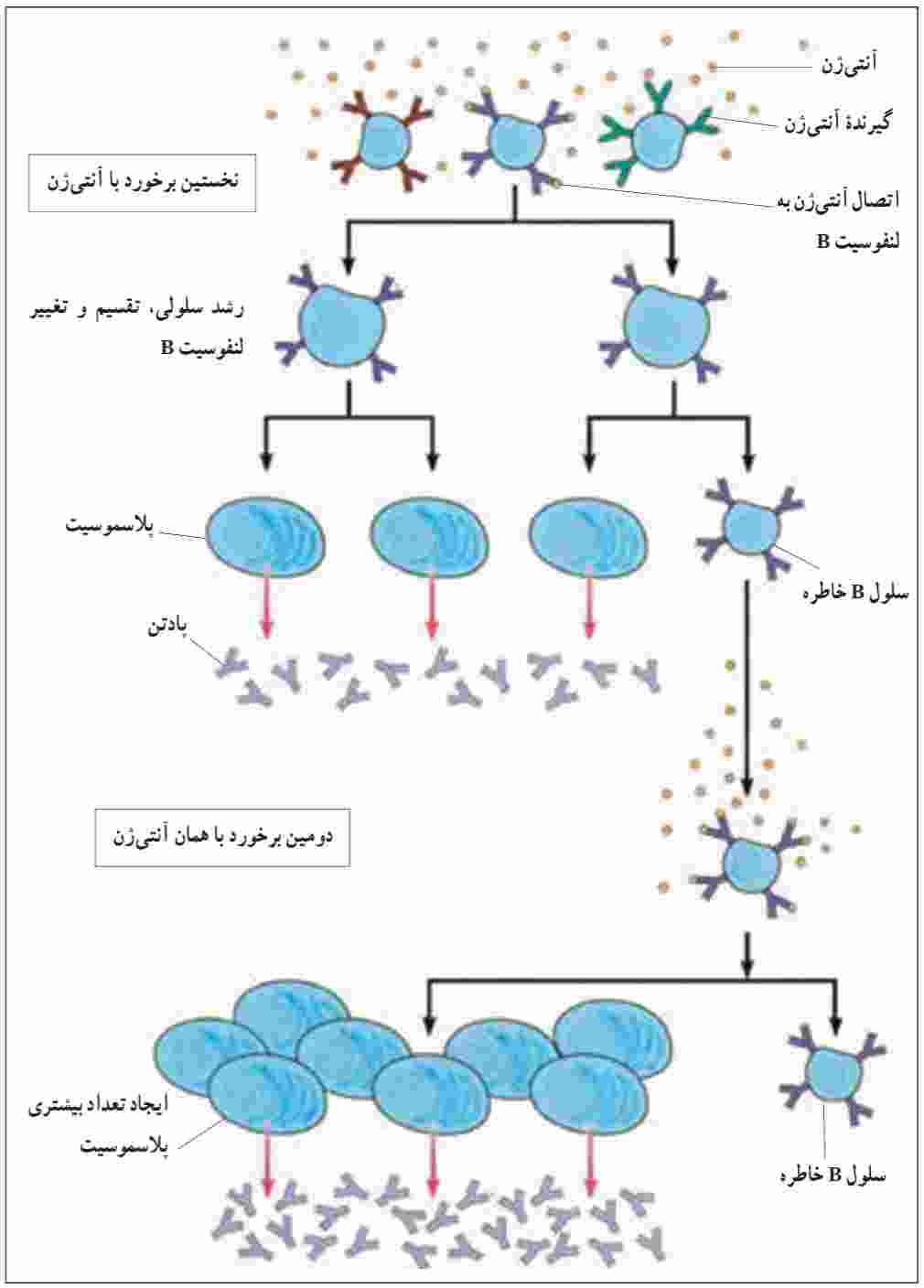 ایمنی هومورال