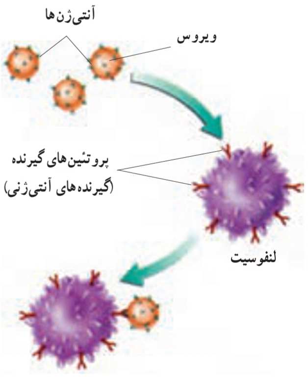 گیرنده‌های آنتی‌ژنی و آنتی‌ژن‌ها. هر لنفوسیت پروتئین‌های گیرنده‌ای دارد که به آنتی‌ژن خاصی متصل می‌شود.