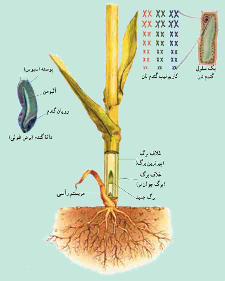 گندمِ نان یک دورگ طبیعی از سه گونه بسیار نزدیک به یکدیگر است.