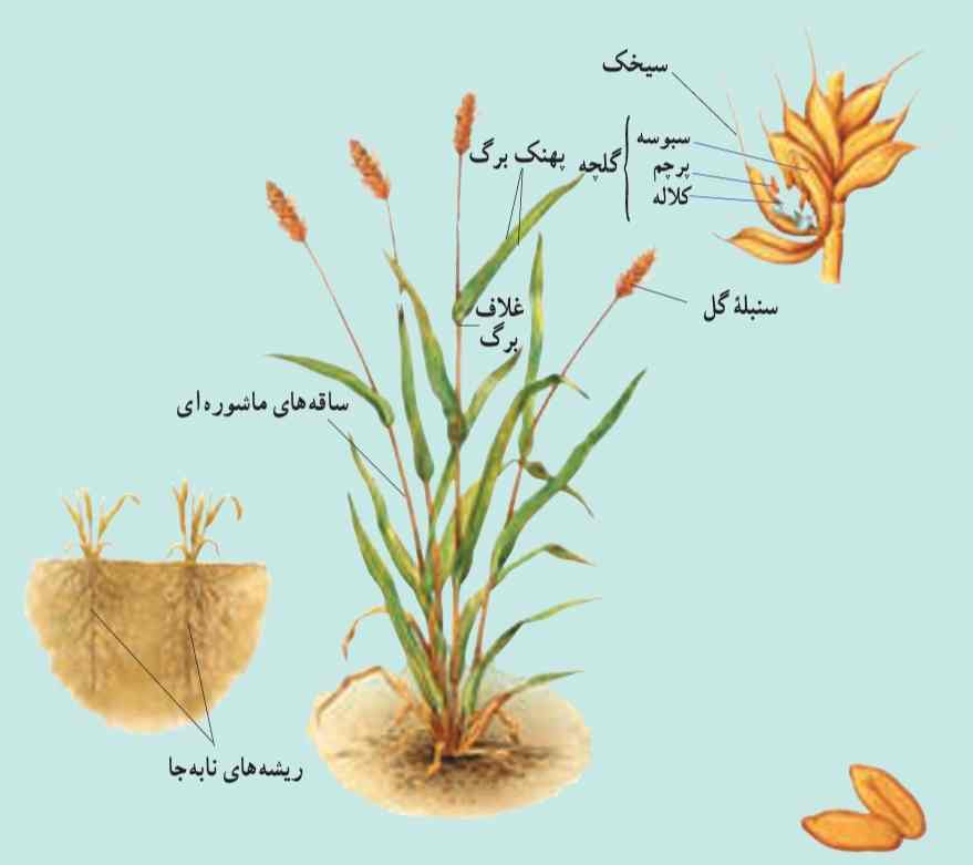 بخش‌های خارجی گندم