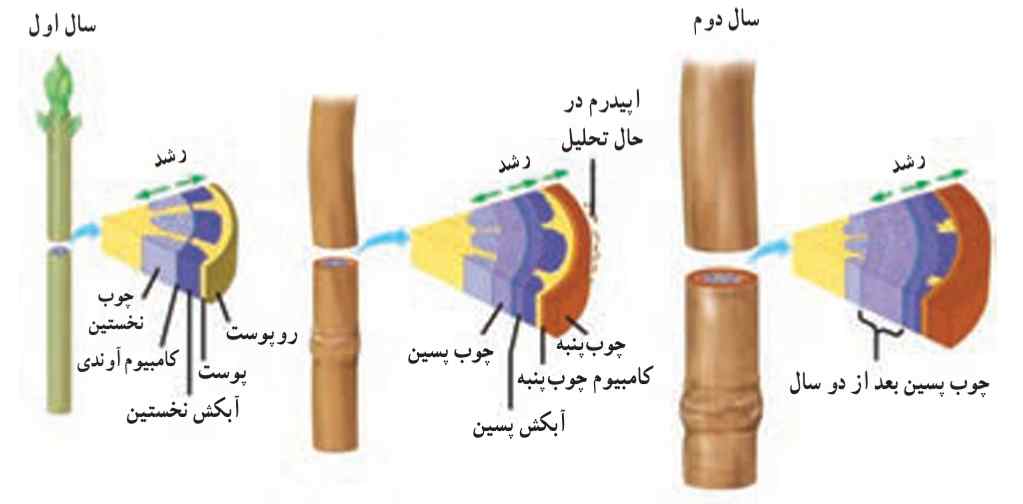 نمو یک ساقه‌ی چوبى. چوب ساقه‌هاى چوبى حاصل رشد پسین است.