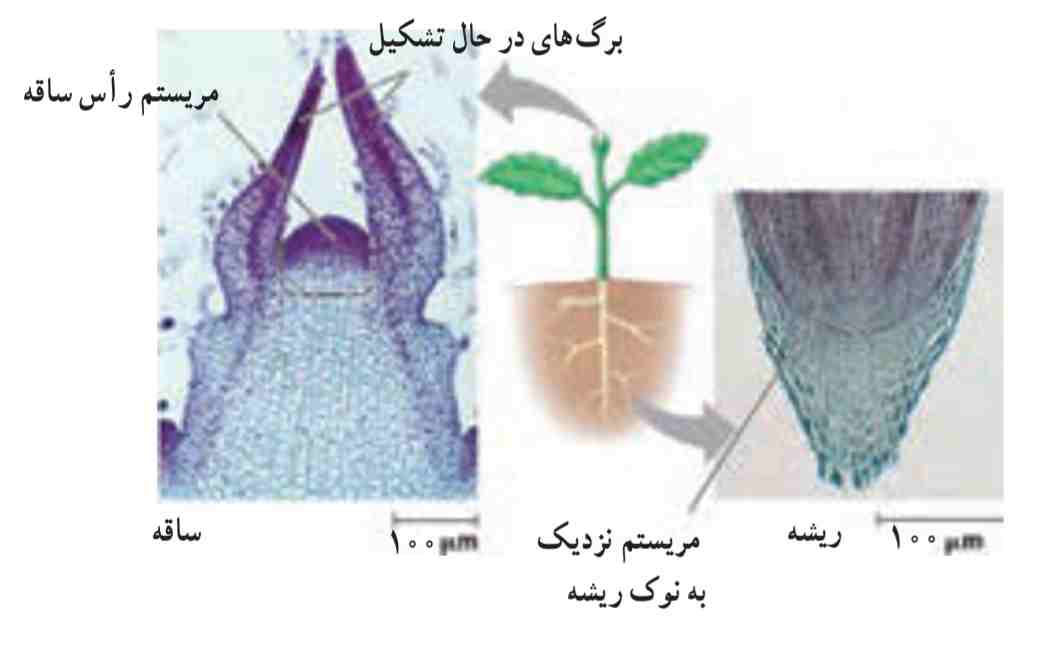 مریستم‌هاى نوک ساقه و نزدیک به نوک ریشه
