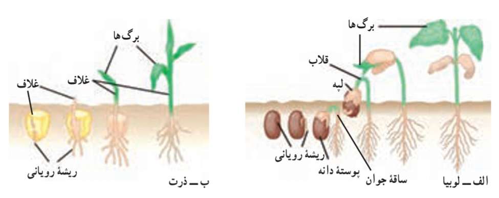جوانه‌زنى دانه