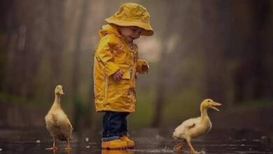 جواب کامل فعالیت‌های زیست‌شناسی دوازدهم علوم تجربی به صورت فصل به فصل