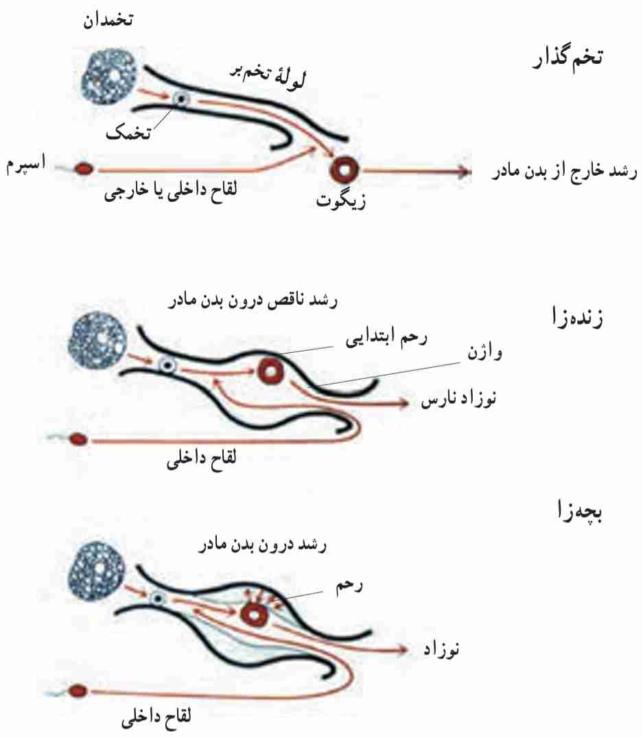 روش‌هاى نگهدارى جنین در جانوران