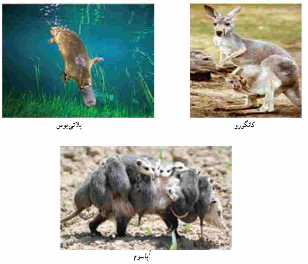 پستانداران ابتدایی