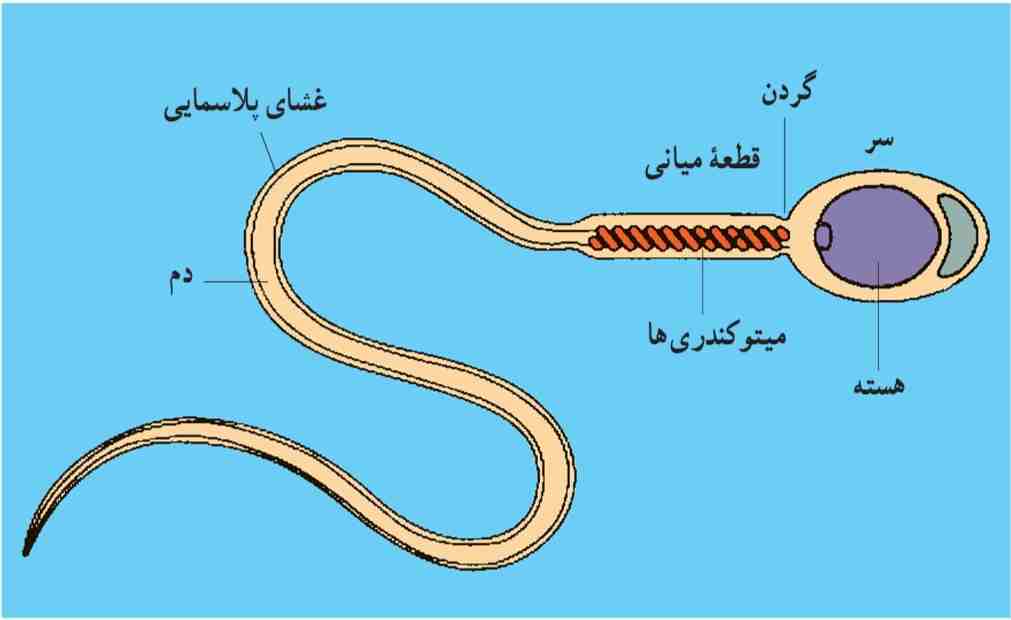 ساختار یک اسپرم انسان
