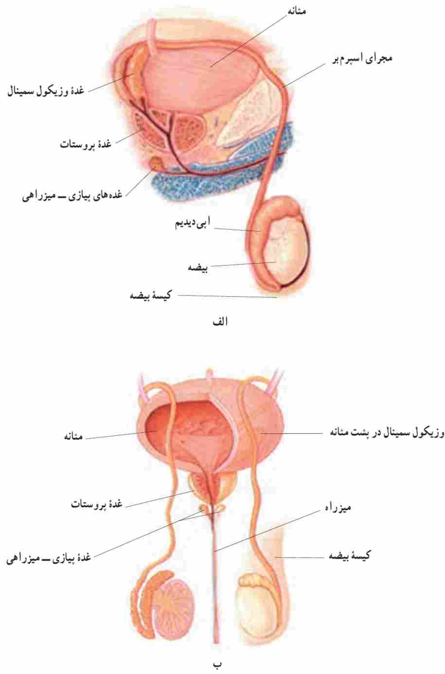 دستگاه تولیدمثل مرد. الف ــ از نیمرخ و ب ــ از روبه‌رو