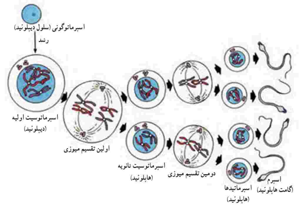 مراحل اسپرم‌زایی