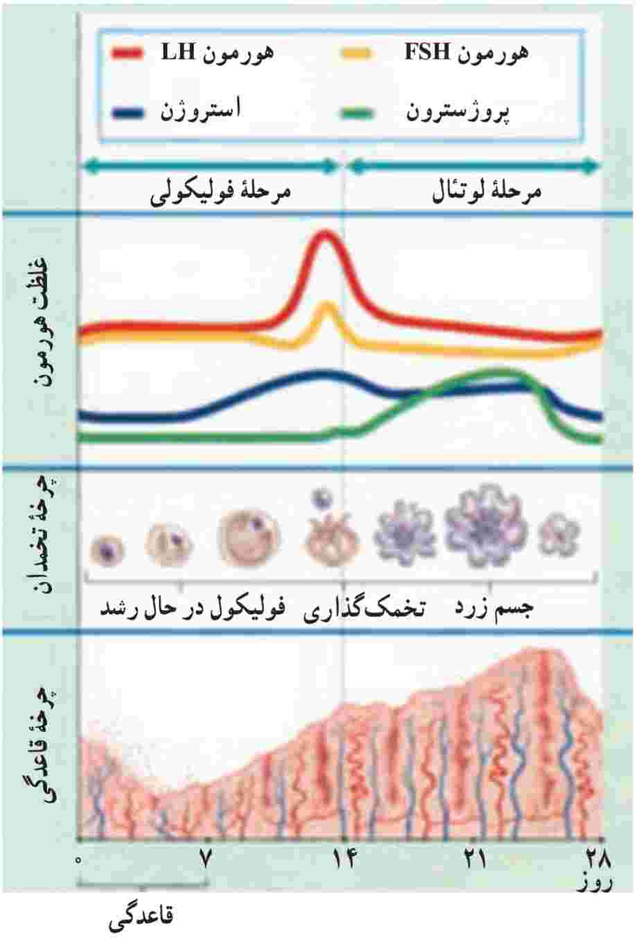 چرخه‌ی تخمدان و چرخه‌ی قاعدگى