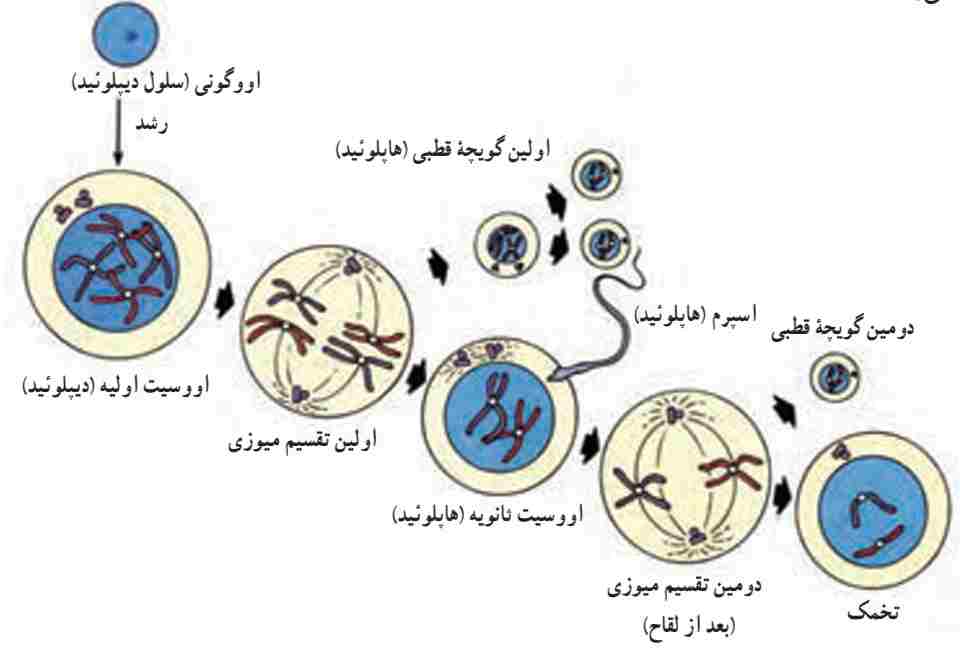 مراحل تخمک‌زایی