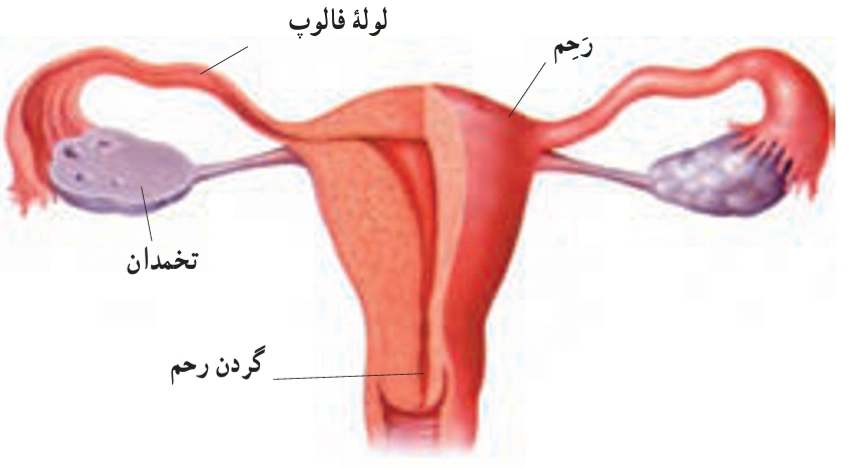 دستگاه تولیدمثلى زن. هریک از بخش‌هاى آن چه وظیفه‌اى بر عهده دارد