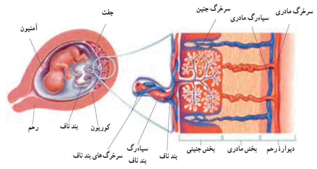 جفت