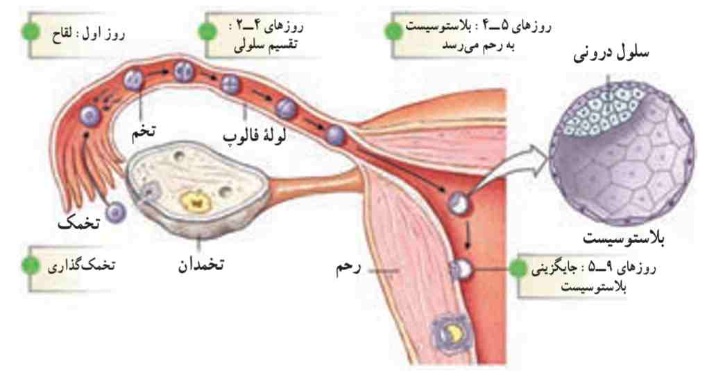 تشکیل تخم (زیگوت)