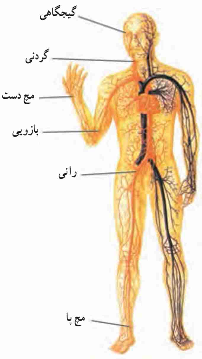نقاط کنترل نبض در بدن