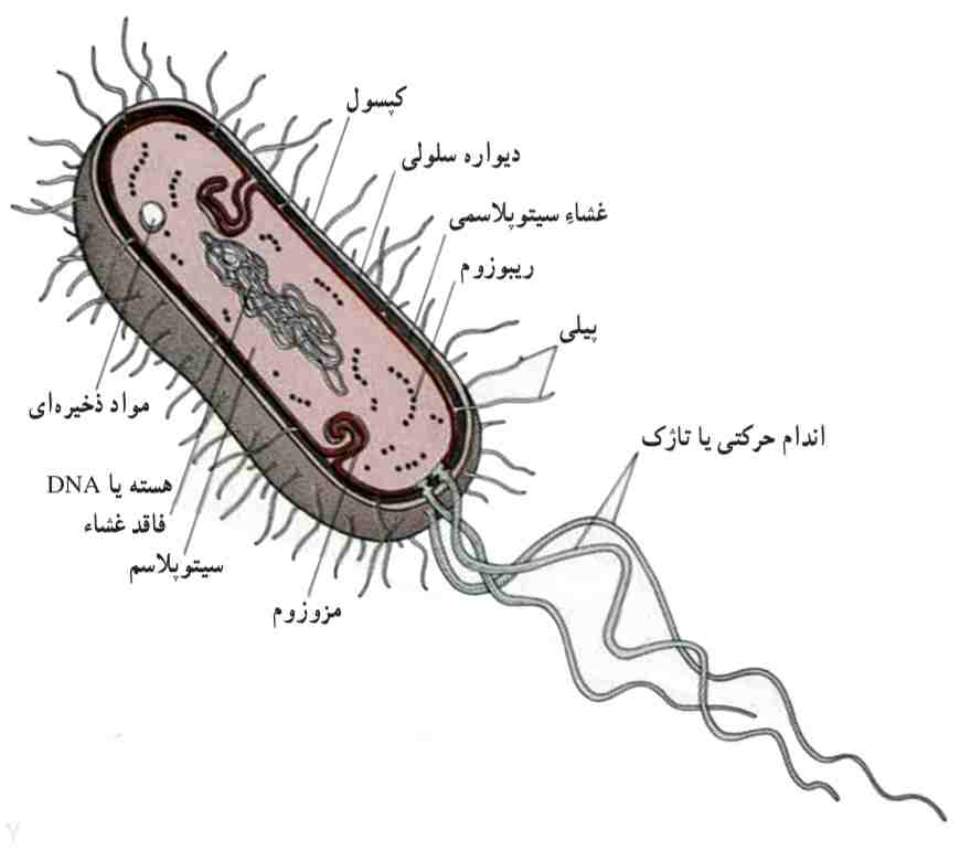 یک یاخته پروکاریوتیک