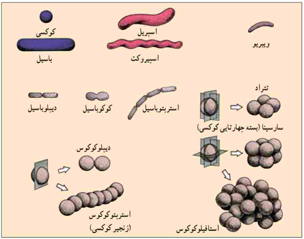 شکل و ترتیب قرار گرفتن باکتری‌ها