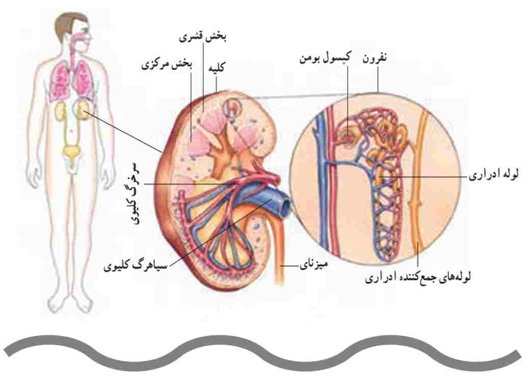 دستگاه ادراری