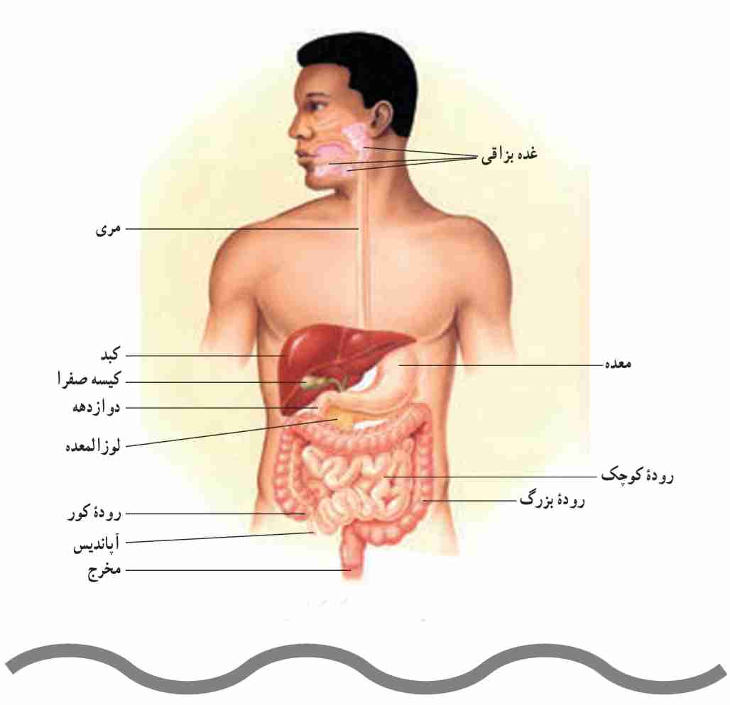دستگاه گوارش