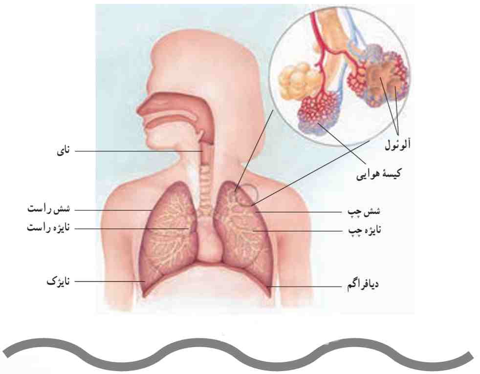 دستگاه تنفس