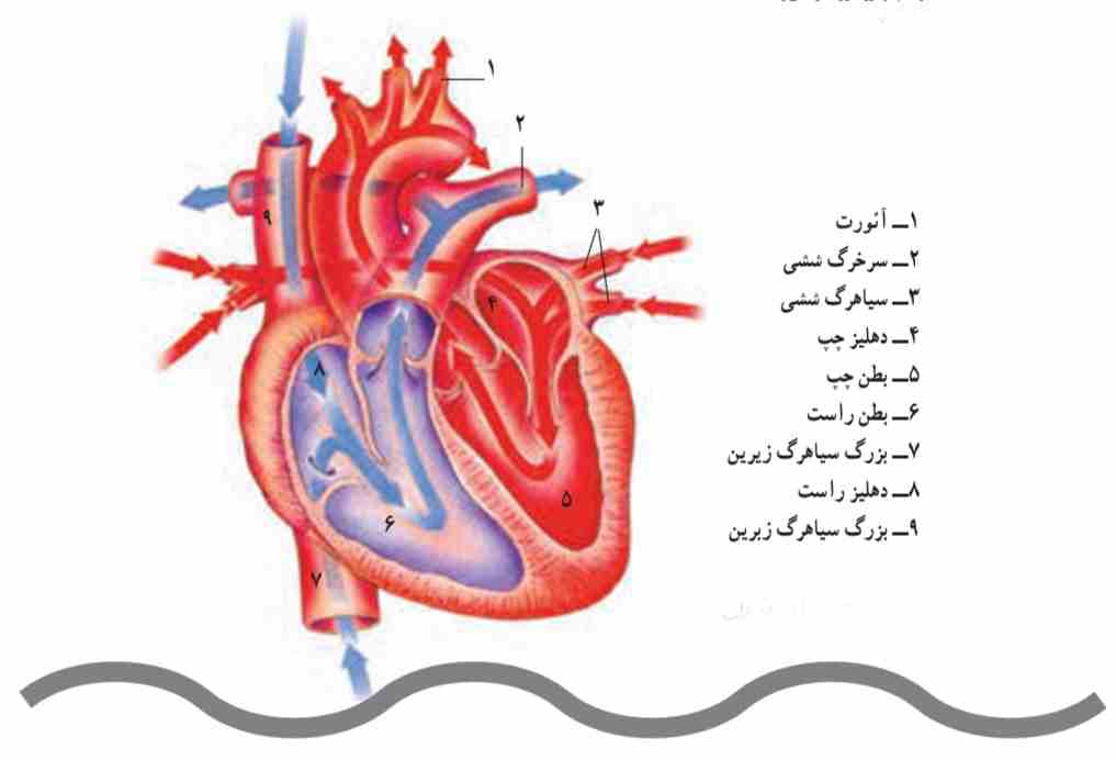 ساختمان قلب