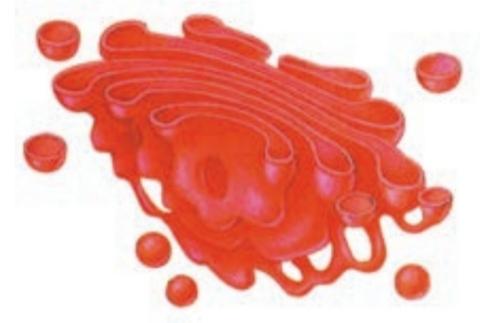اجسام گلژی