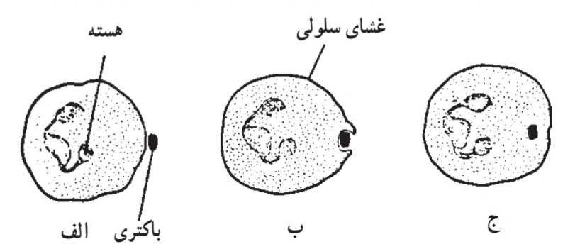 فاگوسیتوز در یک گلبول سفید