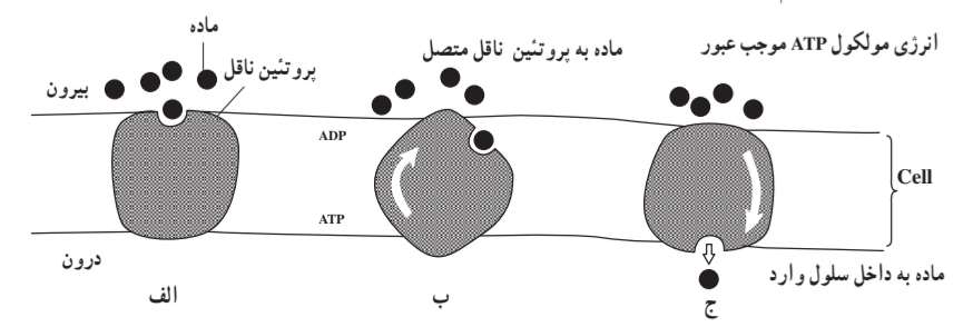 مدل فرضی که انتقال فعال را توصیف می‌نماید.