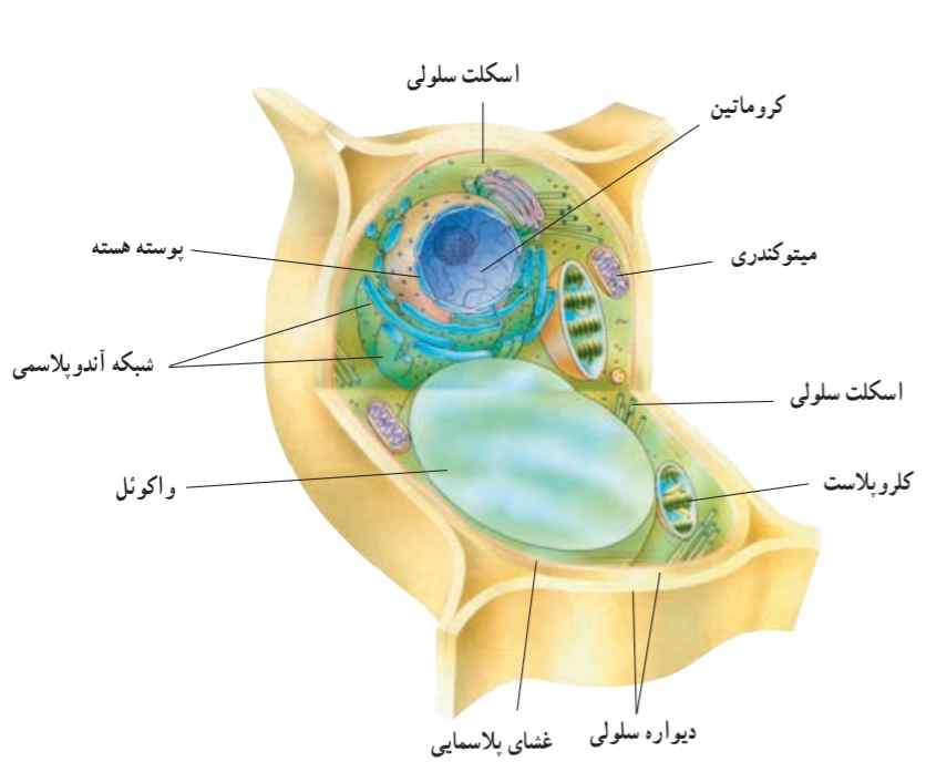 اجزای تشکیل دهنده سلول گیاهی