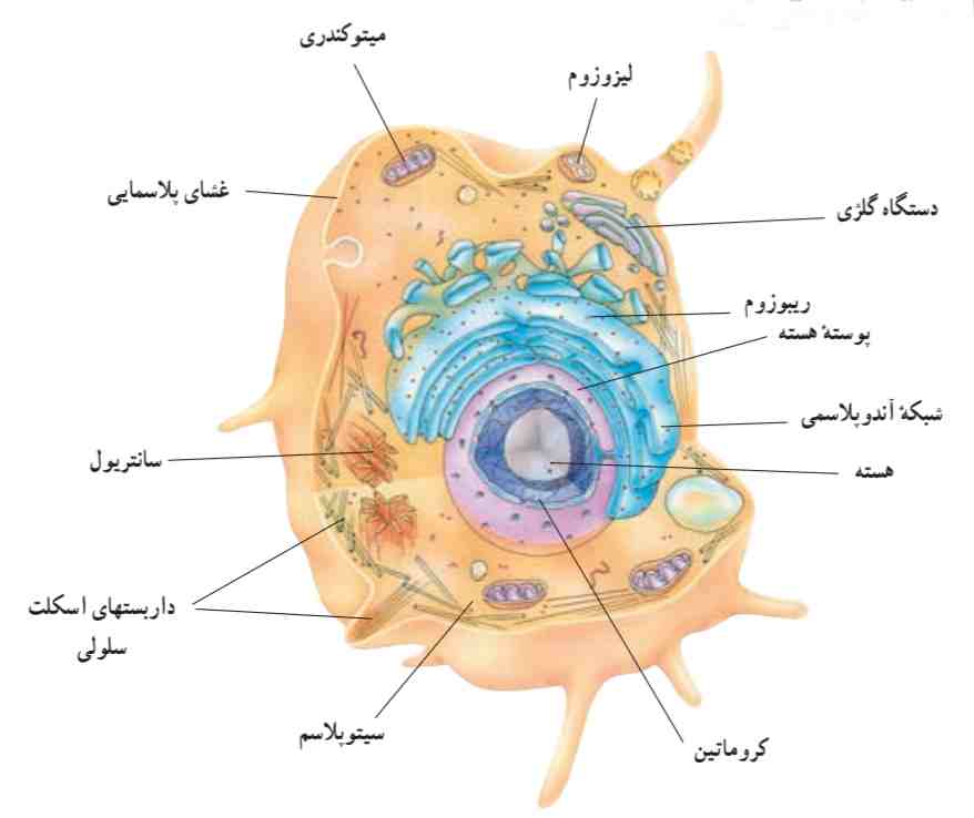 اجزای تشکیل دهنده سلول جانوری