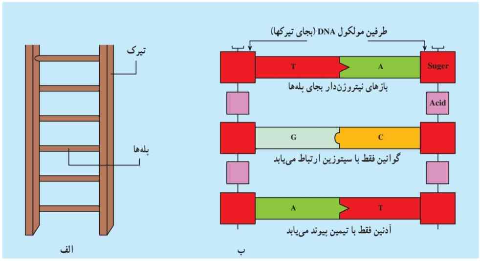 طرز قرار گرفتن بازهای DNA