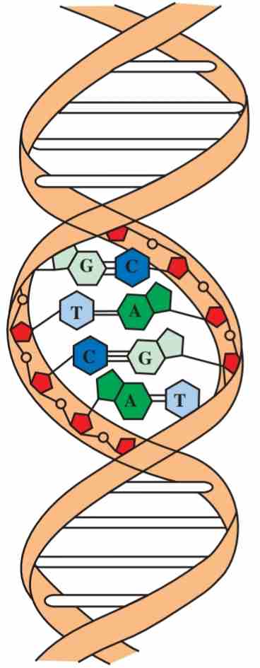 مولکول DNA که در اطراف یک محور فرضی پیچیده است.