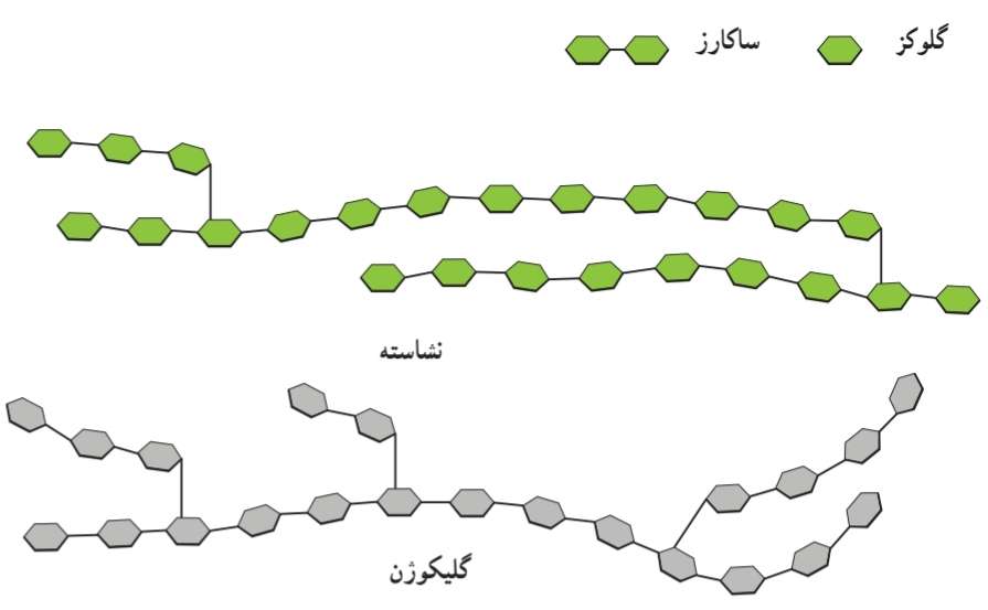 مولکول‌های نشاسته و گلیکوژن