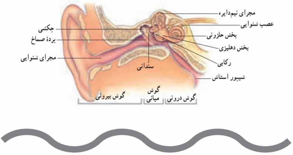 ساختمان گوش