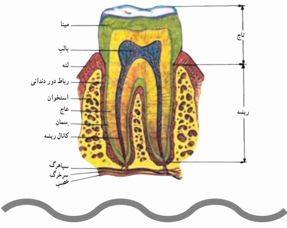 ساختمان دندان