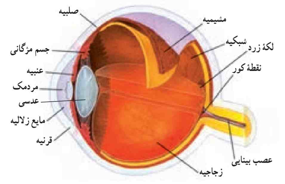 ساختمان چشم