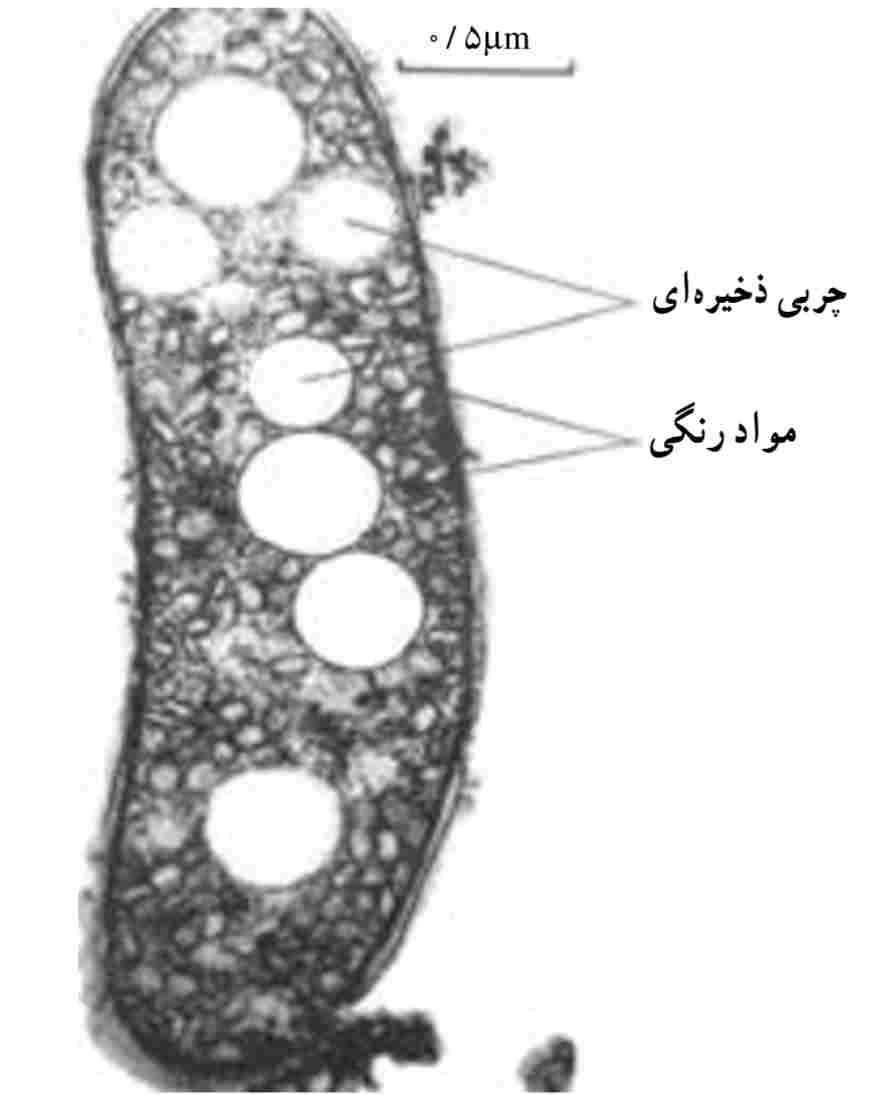 تصویر میکروسکوپ الکترونی اندوسپور