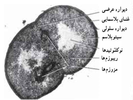 بقیه قسمت‌های سلول تشخیص داد اما این قسمت با میکروسکوپ الکترونی