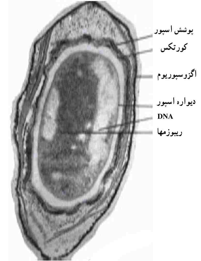 معمولی اندوسپور باکتری‌ها با میکروسکوپ الکترونی