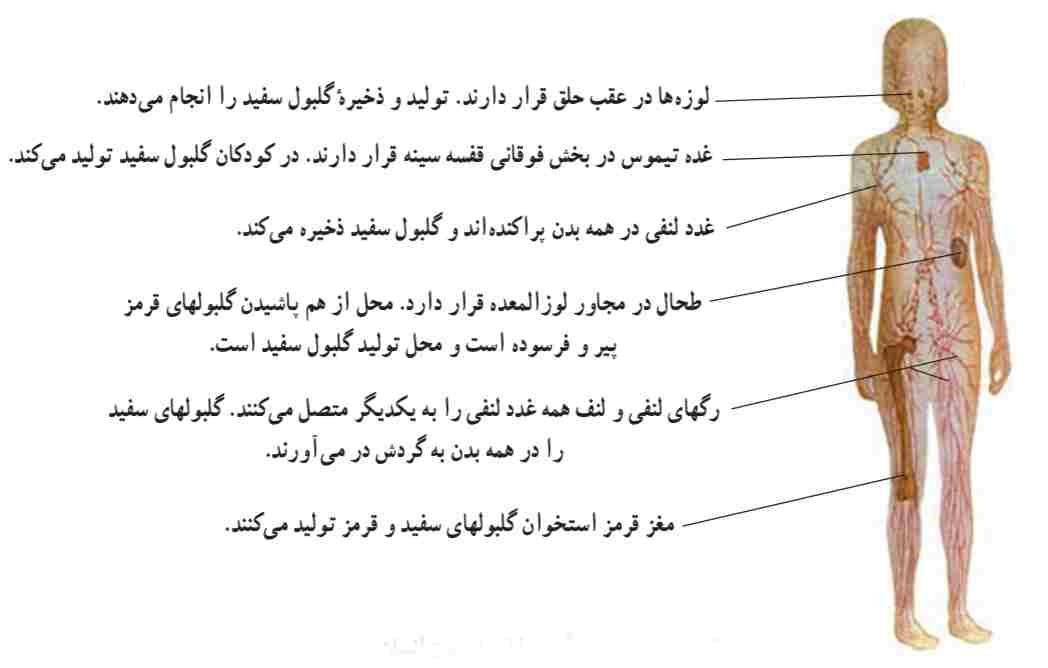 نمایش غدد و رگ‌های لنفی در بدن انسان