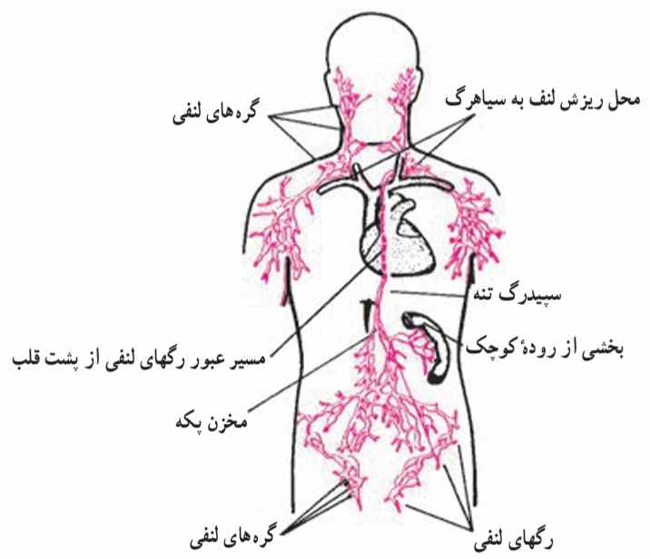 دستگاه لنفی بدن
